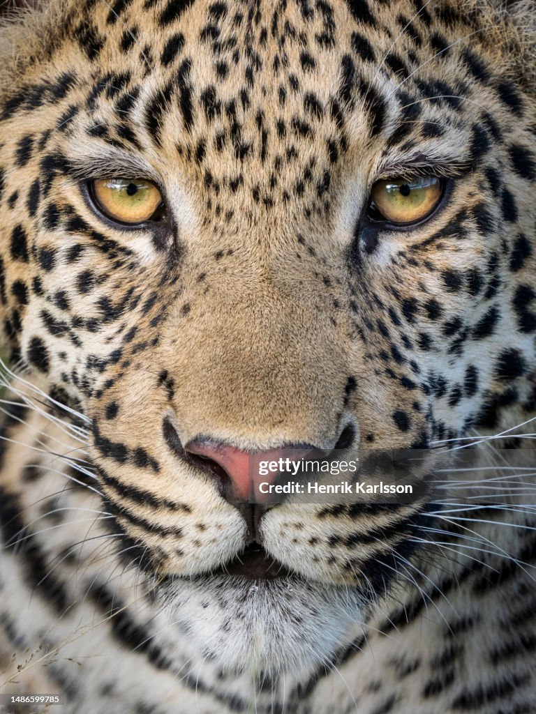 Close-up of young male Leopard (Panthera pardus) in Okavango Delta
