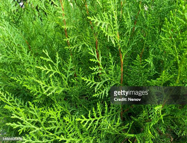 image of thuja occidentalis texture - american arborvitae stock pictures, royalty-free photos & images