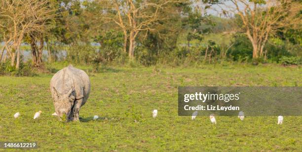 great indian rhino grazing with cattle egrets: kaziranga np - great indian rhinoceros stockfoto's en -beelden