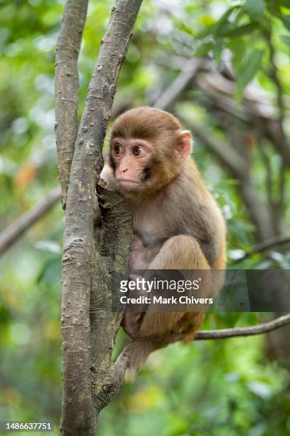baby macaque monkey hiding in a tree - macaque stock-fotos und bilder