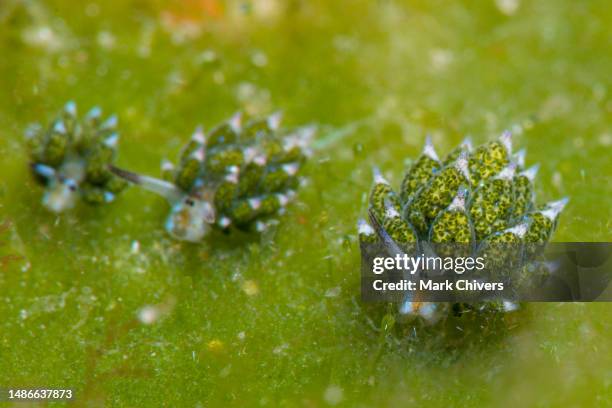 shaun the sheep (costasiella kuroshimae) nudibranch - nakensnäcka bildbanksfoton och bilder