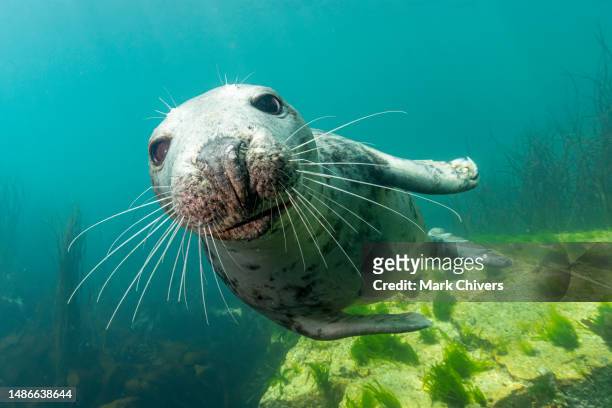 atlantic grey seal - foca fotografías e imágenes de stock