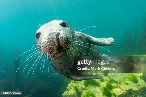 Atlantic Grey Seal