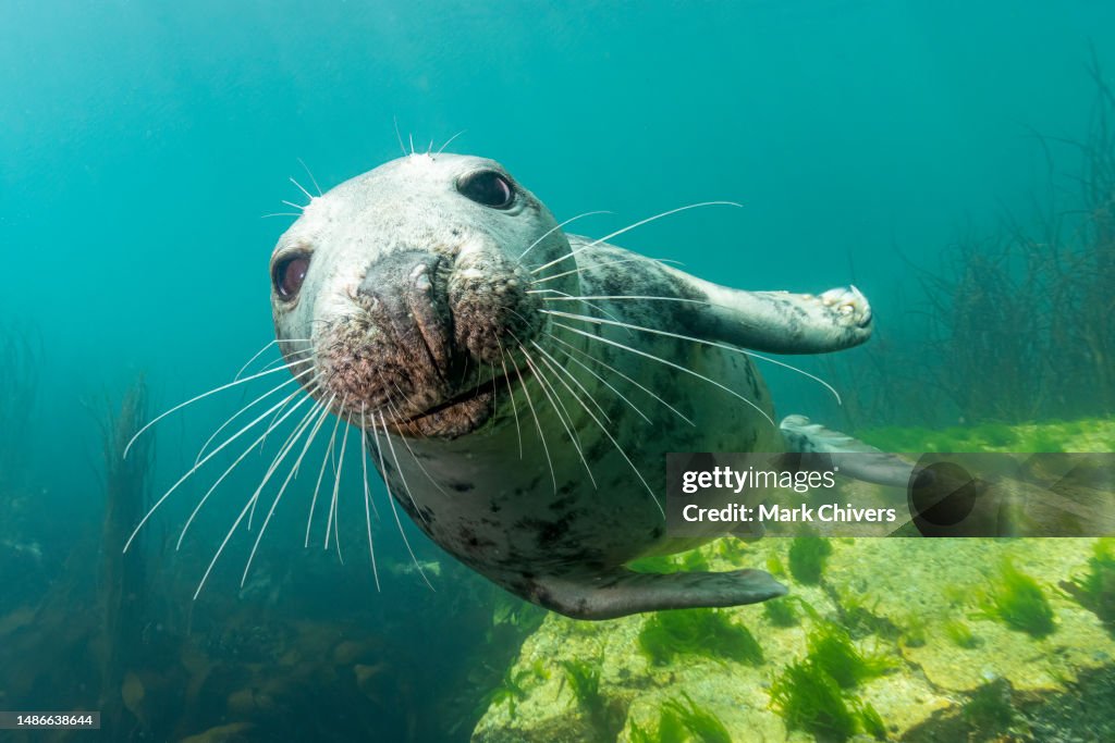 Atlantic Grey Seal