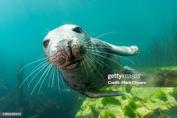 atlantic grey seal - scuba diver stock pictures, royalty-free photos & images