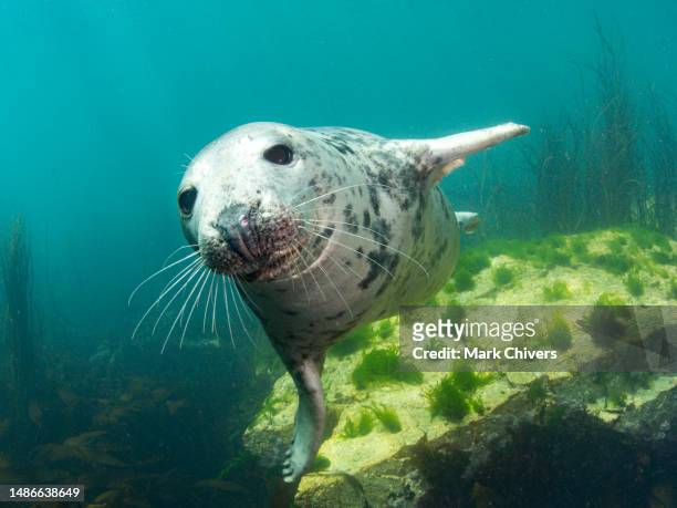 atlantic grey seal - foca fotografías e imágenes de stock