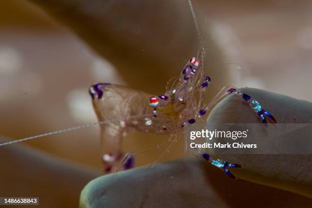 peacock shrimp - artifact stock pictures, royalty-free photos & images