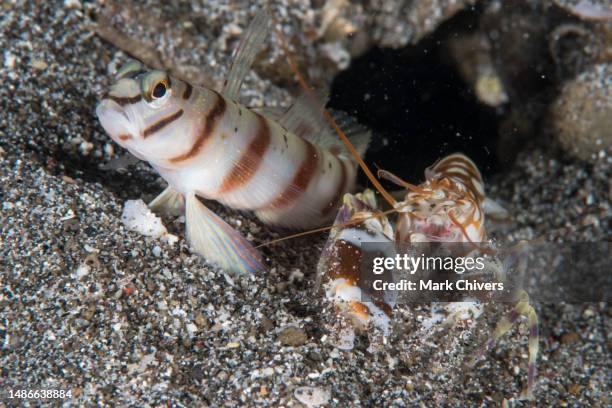 shrimp and goby - goby fish stock pictures, royalty-free photos & images