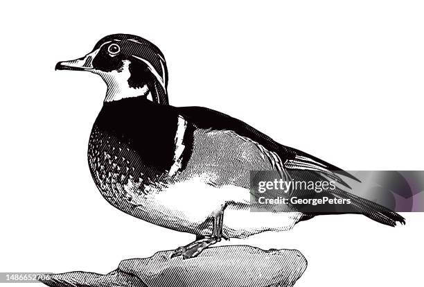 a male wood duck perching - animal eye close up stock illustrations