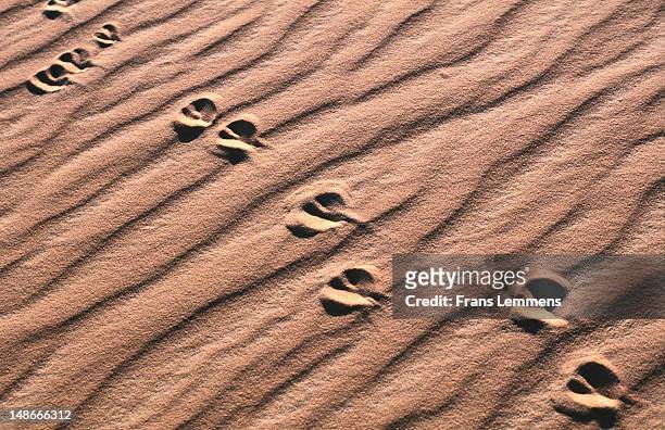 Gazelle footprints in sand in Tenere part of Sahara desert near Agadez.