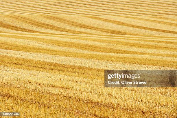 cropped wheatfields along sturt highway. - wheat stock pictures, royalty-free photos & images