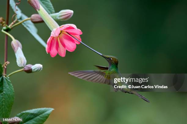 sword-billed hummingbird - colibrí de pico espada fotografías e imágenes de stock