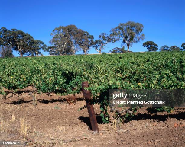 the vineyards of the watervale winery in clare. - clare valley south australia stock pictures, royalty-free photos & images