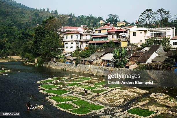 vegetables being  grown in riverbeds near town. - bao lac stock pictures, royalty-free photos & images