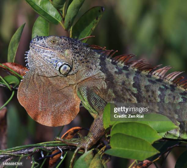 iguana on a crab apple tree in a florida wetland - annona glabra stock pictures, royalty-free photos & images