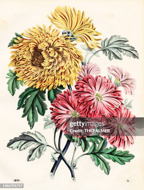 chrysanthemum species species chromolithograph 1860 - chrysanthemum illustration stock illustrations