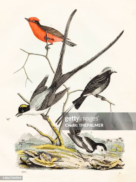 brazilian flycatcher chromolithograph 1860 - flycatcher stock illustrations