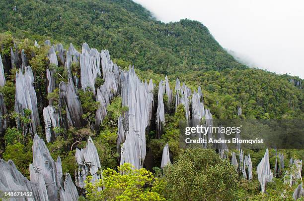 the pinnacles limestone karst formations high on slopes of gunung api. - gunung mulu national park stock pictures, royalty-free photos & images