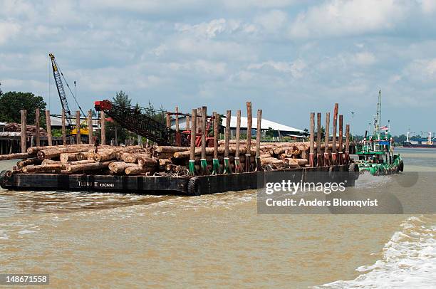timber barge laden with rainforest logs being pulled by tugboat to sawmill on batang rejang river near sibu. - sibu river stock pictures, royalty-free photos & images