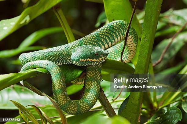 venomous waglers pit viper (tropidolaemus wagleri) resting on branch in rainforest. - gunung mulu national park stock pictures, royalty-free photos & images
