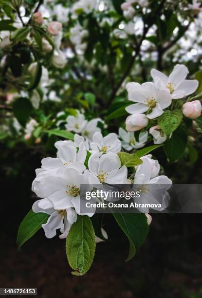 a blooming branch of an apple tree in close-up. awakening spring nature - apple tree stock pictures, royalty-free photos & images