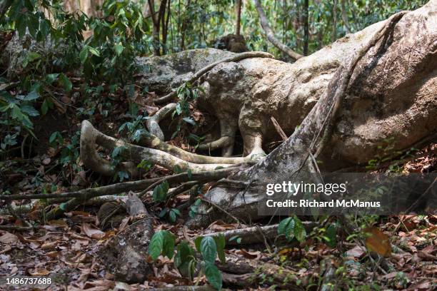 Fallen Tree In Jungle Fallen Tree Jungle Photos and Premium High Res Pictures - Getty Images