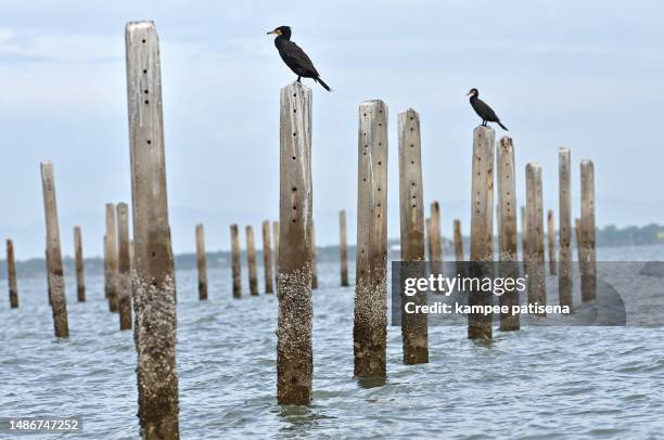 great cormorant on the concrete pole in the sea - cormorant stock pictures, royalty-free photos & images