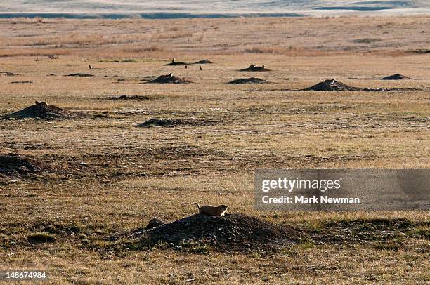 black-tail prairie dog. - präriehund stock-fotos und bilder