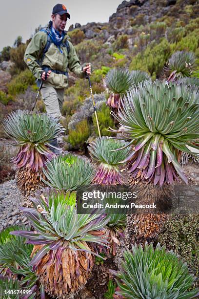 man hiking past lobelia deckenii, a plant endemic on mount kilimanjaro. - lobelia stock pictures, royalty-free photos & images