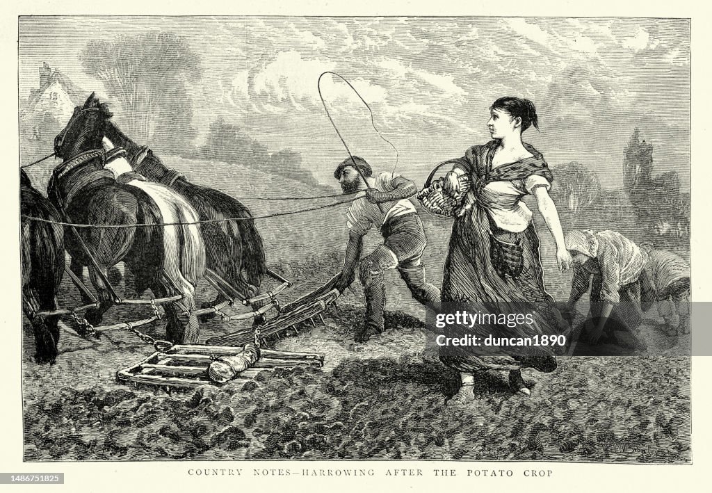 Agricultural workers harrowing a field after the potato crop, History of Victorian farming and agriculture, 1870s, 19th Century
