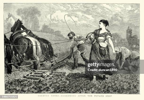 agricultural workers harrowing a field after the potato crop, history of victorian farming and agriculture, 1870s, 19th century - shire horse stock illustrations