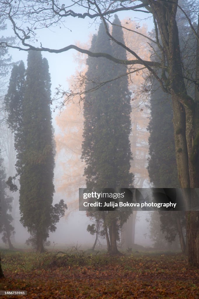 Misty morning vertical