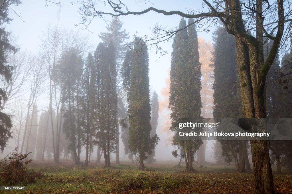 Misty morning in the park