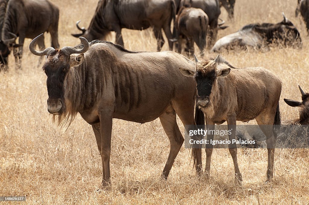 Wildebeest (Connochaetes).