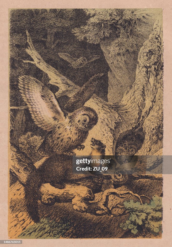 Tawny owls defend their brood, hand colored chromolithograph, published ca. 1880