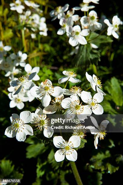 himalayan thimbleweed in bhyundar valley. - valley of flowers uttarakhand stock pictures, royalty-free photos & images