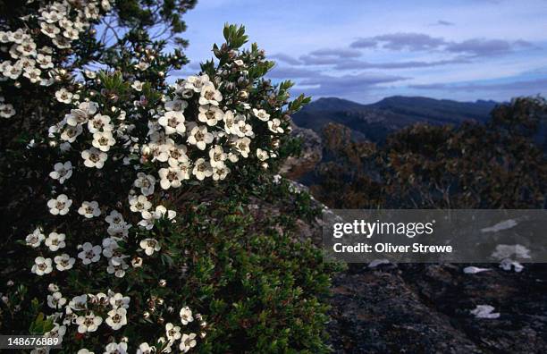 wildflowers in the grampians national park. - grampians stock pictures, royalty-free photos & images