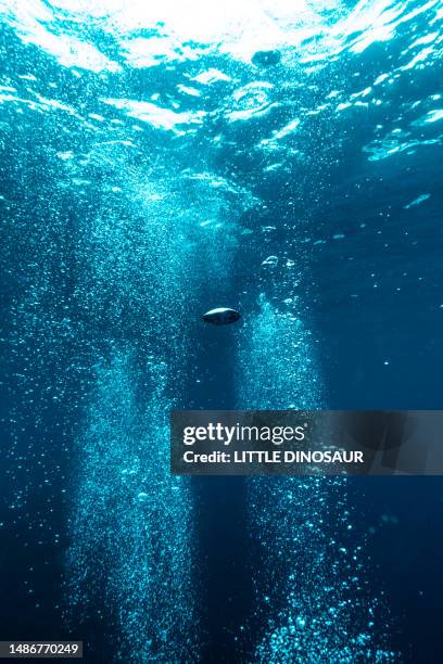 blowing up bubbles from the bottom of the sea - harmony stock pictures, royalty-free photos & images