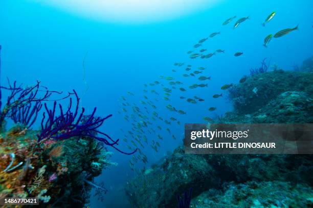 a school of fish migrating on the reef - fish migration stock pictures, royalty-free photos & images