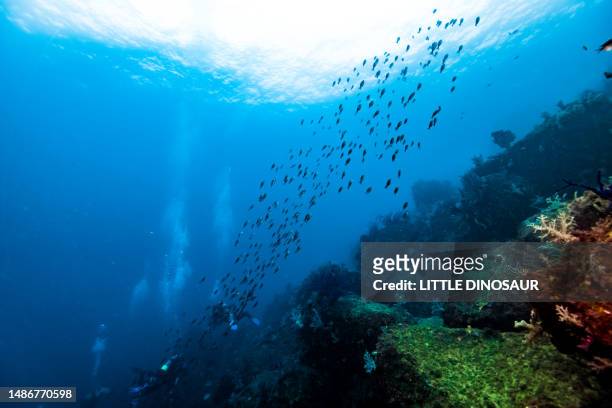 a school of fish migrating on the reef - rock bottom stock pictures, royalty-free photos & images