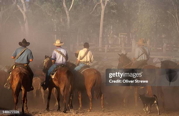 Mustering Jacket Cattle Mustering Australia Photos and Premium High Res Pictures - Getty ...