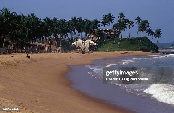palm tree-lined beach. - elfenbenskusten bildbanksfoton och bilder