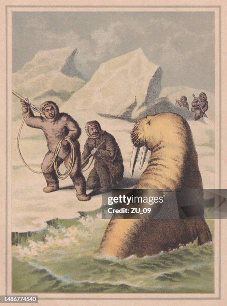 walrus hunting in greenland, handcolored chromolithograph, published ca. 1880 - inuit stock illustrations