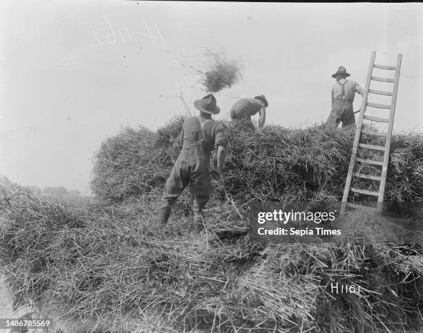 New Zealand soldiers helping with the harvest in World War I, New Zealand soldiers use pitch forks to pile hay onto a haystack to help local farmers...