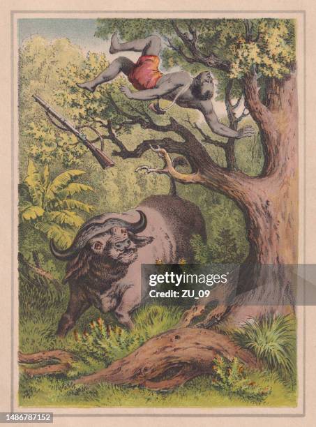 a cape buffalo defends itself, hand colored chromolithograph, published ca. 1880 - cape buffalo stock illustrations