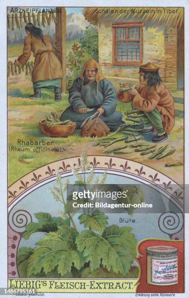 Picture series the preparation of medicinal plants, rhubarb, Rheim officinalis, peeling the roots in Tibet, digitally restored reproduction of a...