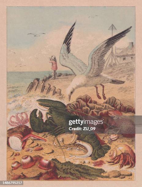 various sea creatures on the beach, handcolored chromolithograph published ca.1880 - starfish stock illustrations