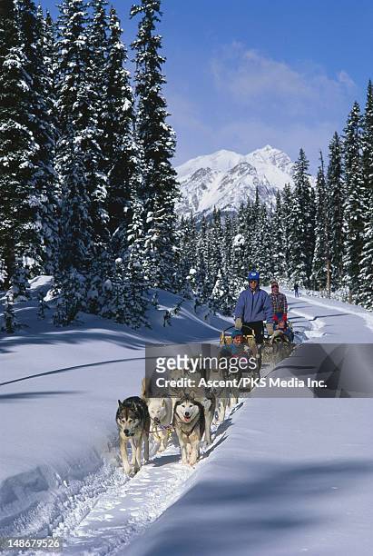 dog sledding tour near lake louise. - dog sledding fotografías e imágenes de stock