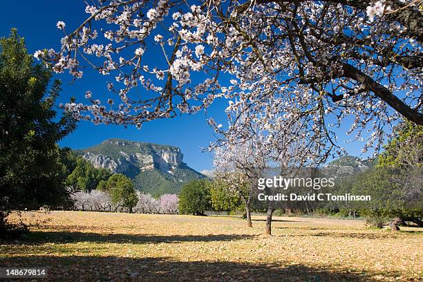 almond trees (prunus dulcis) in bloom beneath puig de s'alcadena in background. - almond blossom stock-fotos und bilder