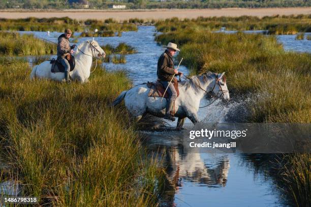 deux coureurs camarguais traversant des marais - camargue photos et images de collection